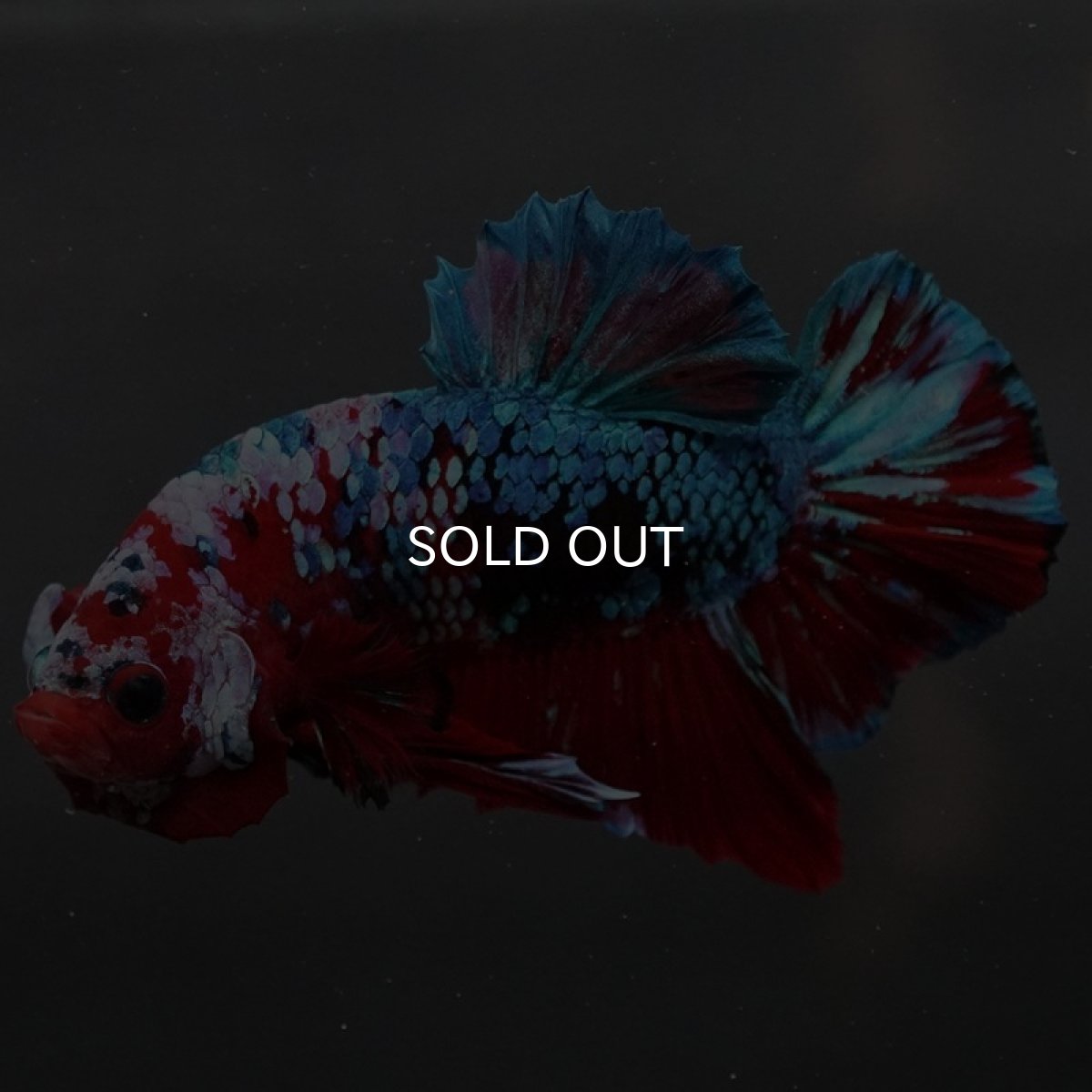 画像5: GHMPK レッドギャラクシー (5)