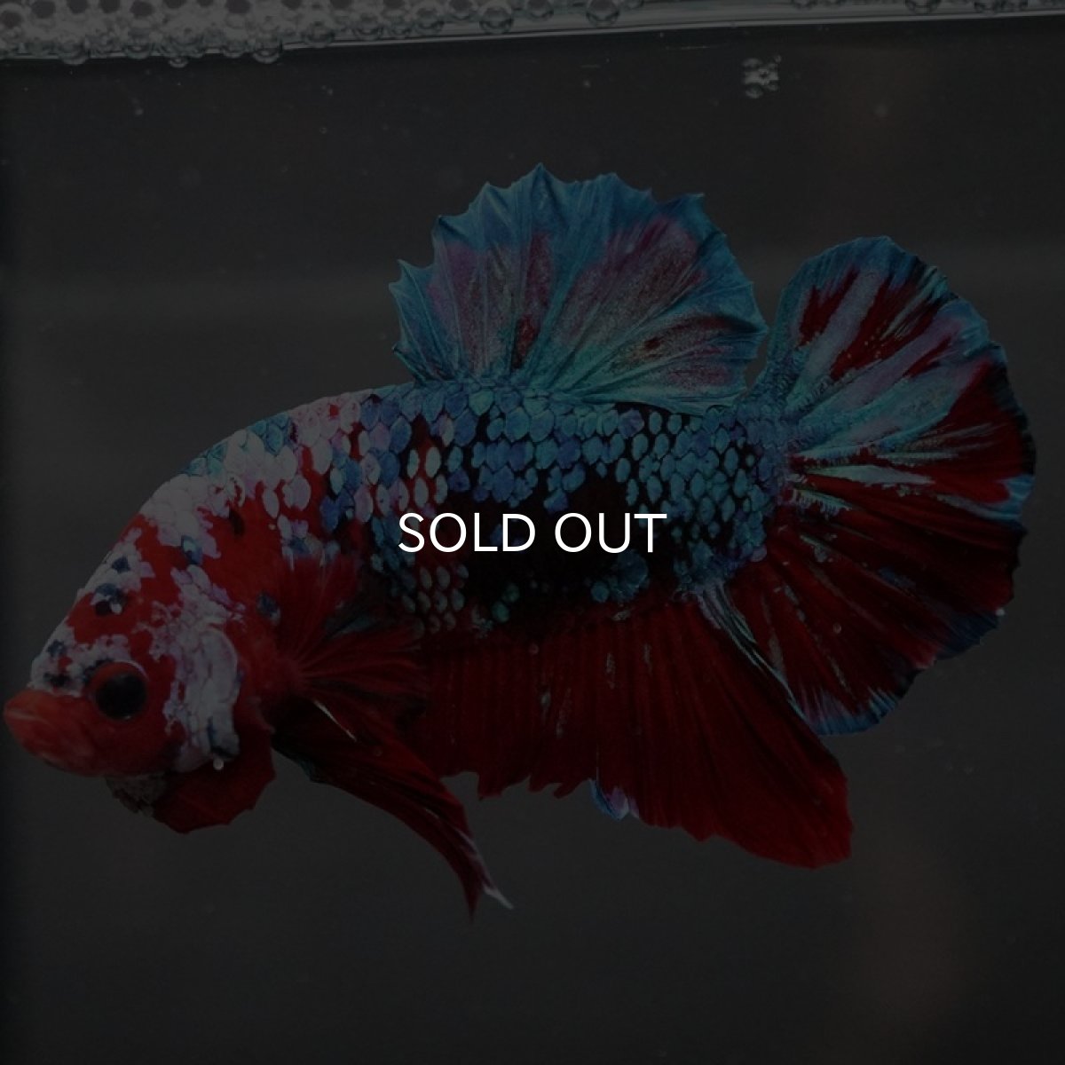 画像4: GHMPK レッドギャラクシー (4)