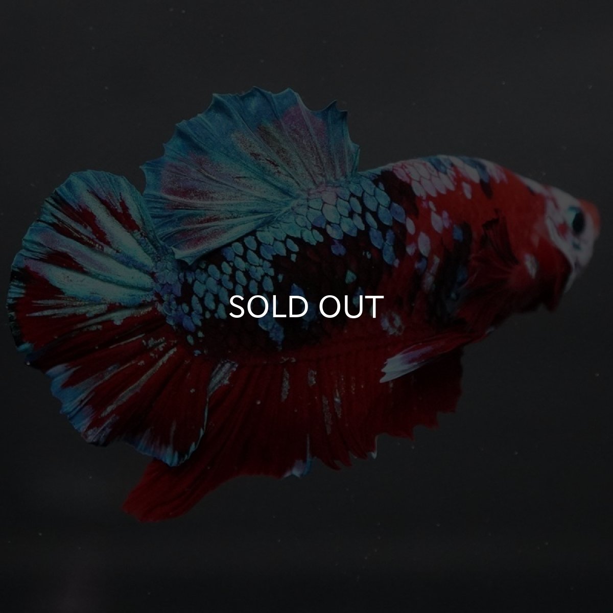 画像3: GHMPK レッドギャラクシー (3)