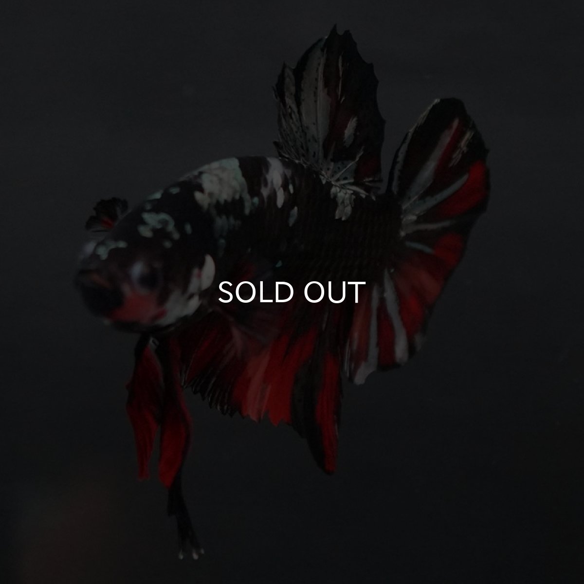 画像9: GHMPK ブラックカッパースター (9)