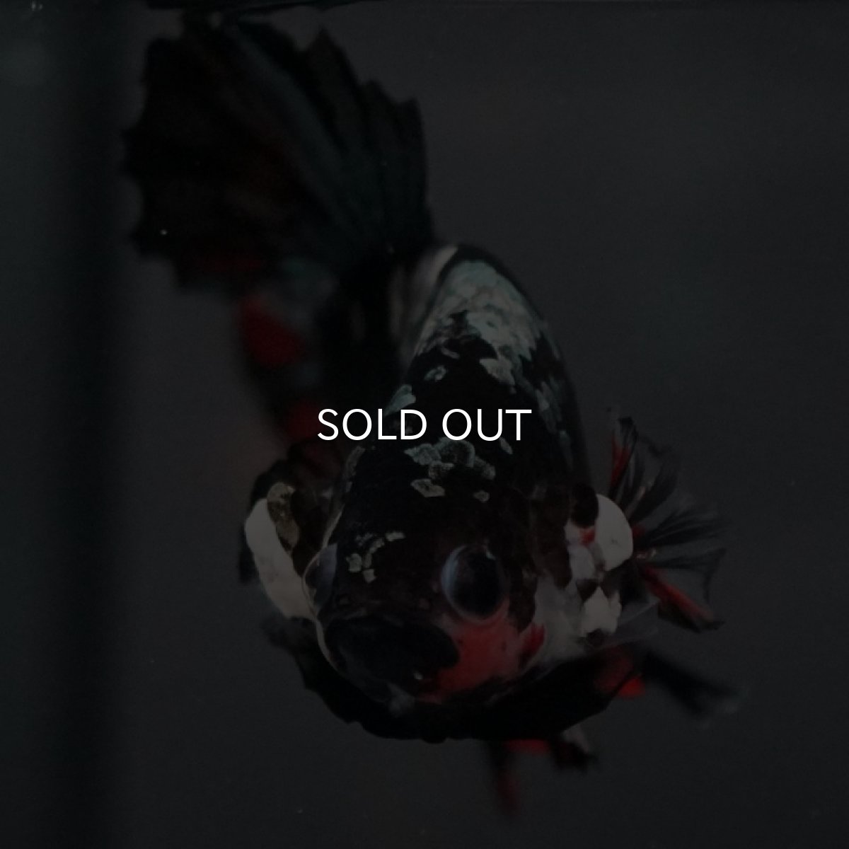 画像3: GHMPK ブラックカッパースター (3)