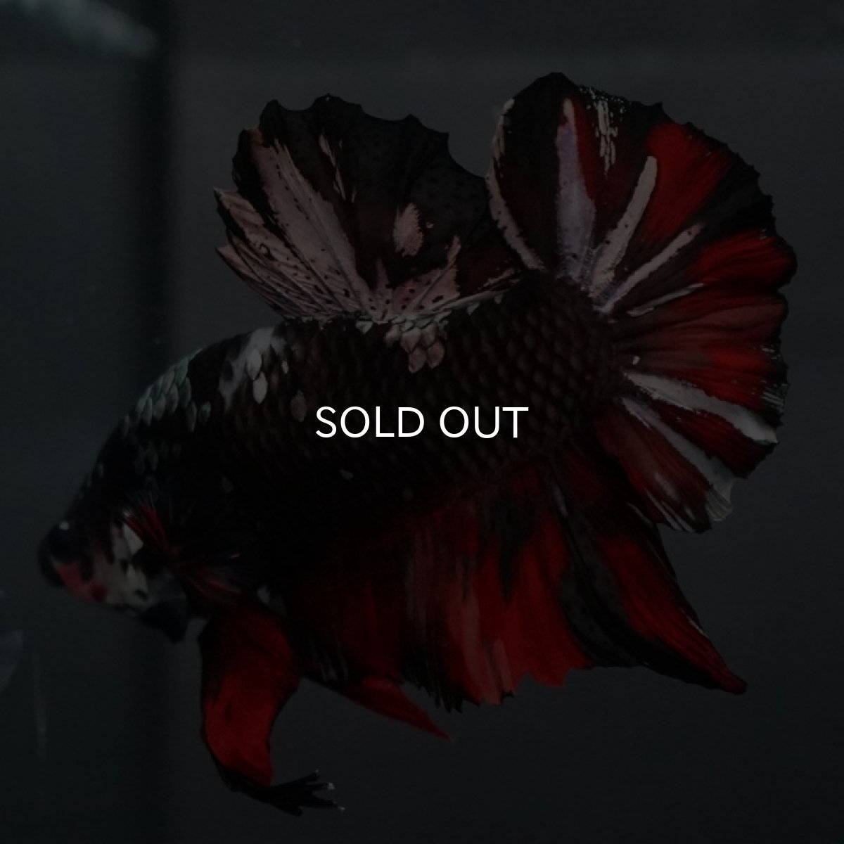 画像8: GHMPK ブラックカッパースター (8)