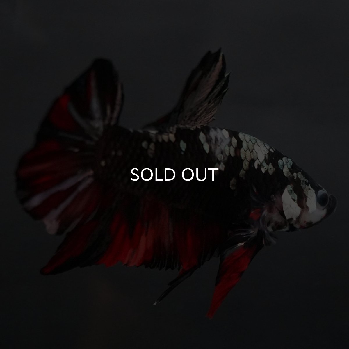 画像6: GHMPK ブラックカッパースター (6)