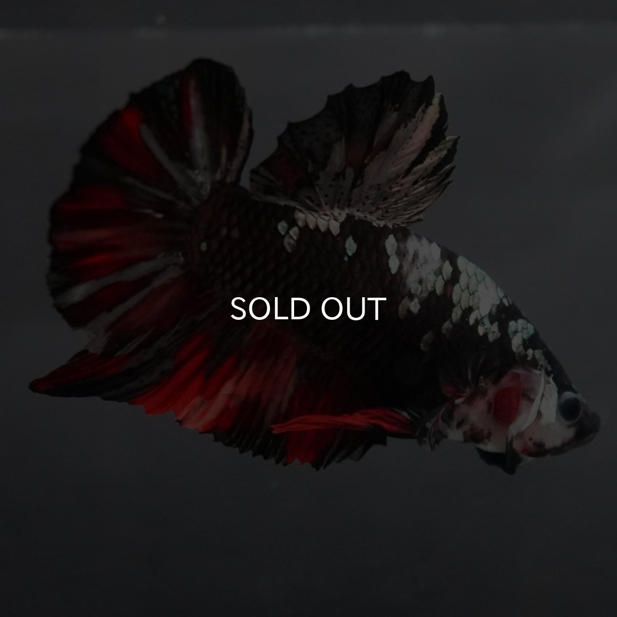 画像5: GHMPK ブラックカッパースター (5)