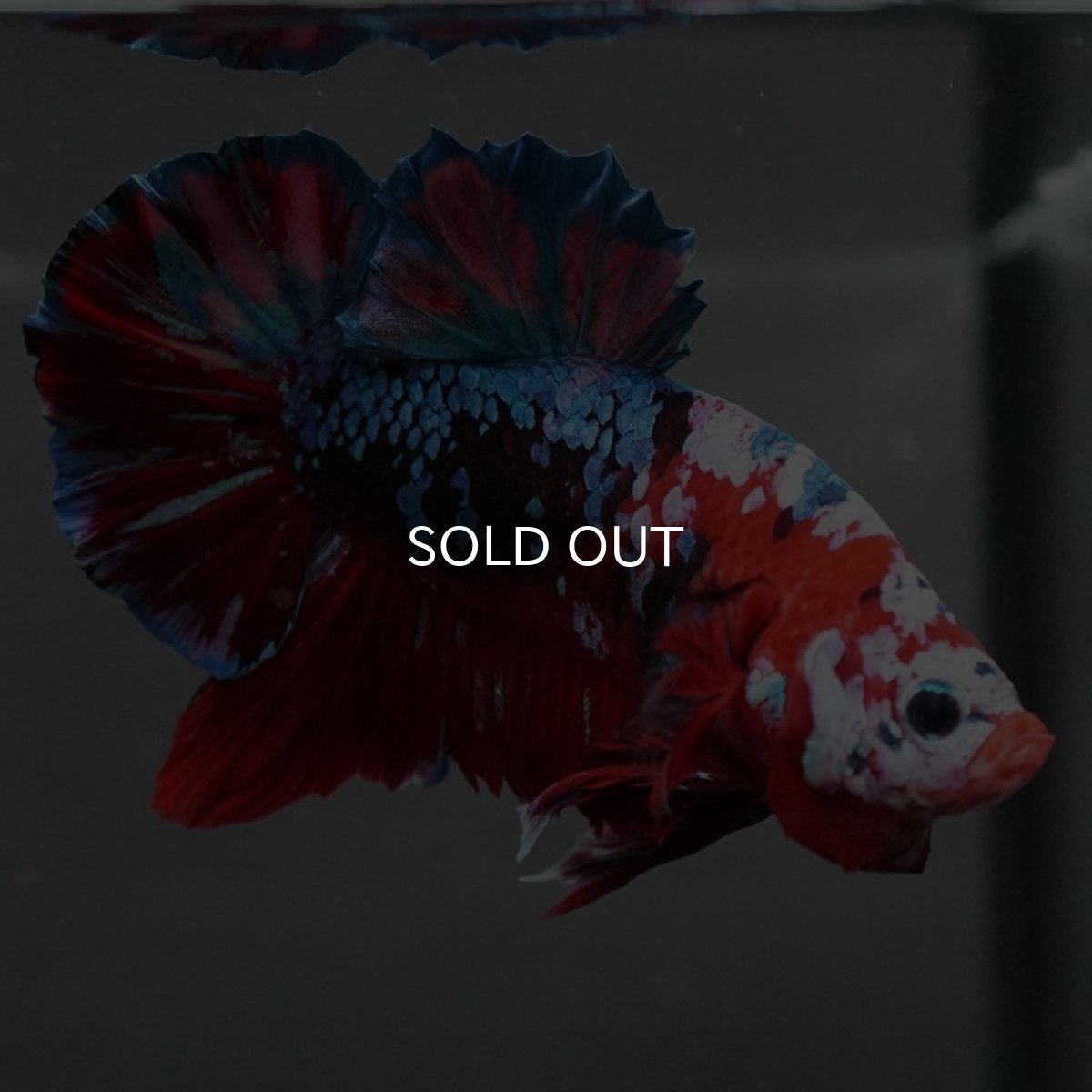 画像2: GHMPK レッドギャラクシー (2)