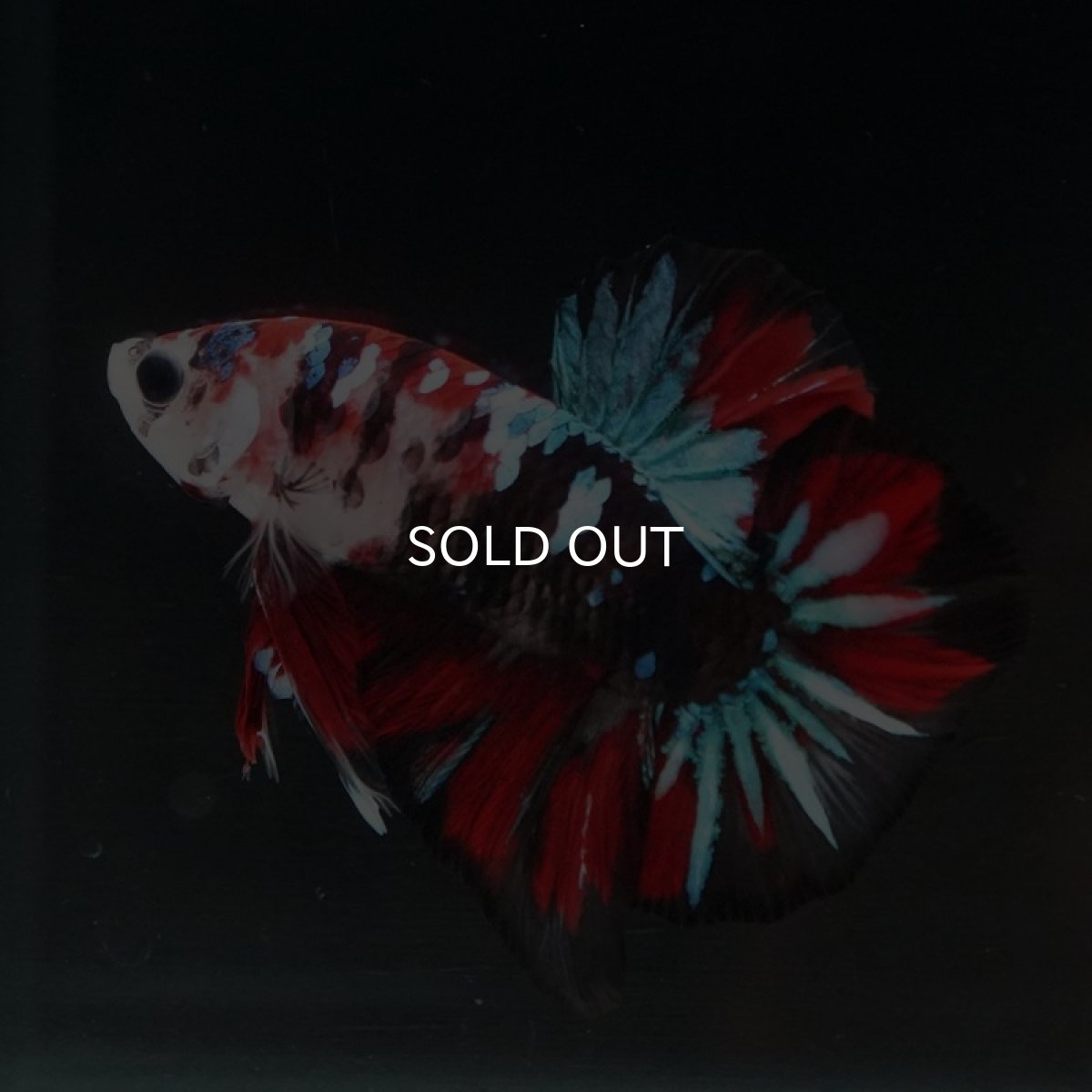 画像6: HMPK　鯉 (6)