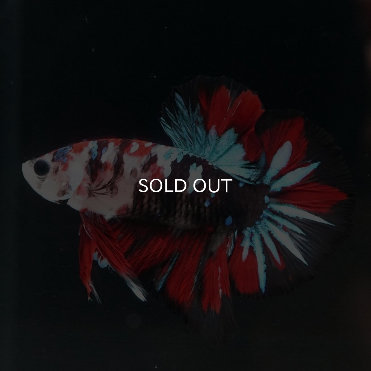 画像5: HMPK　鯉 (5)