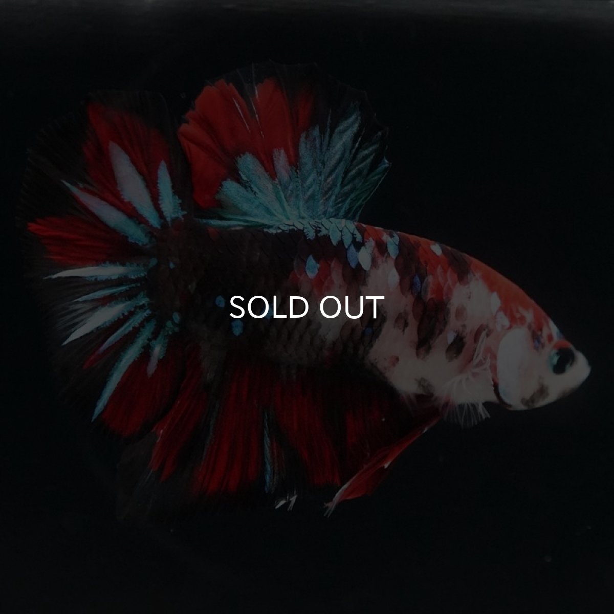 画像4: HMPK　鯉 (4)