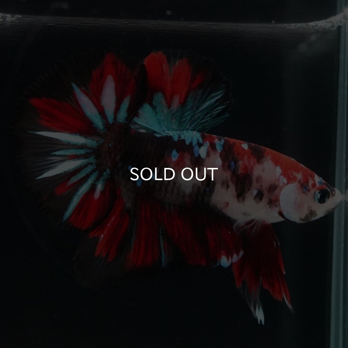 画像3: HMPK　鯉 (3)