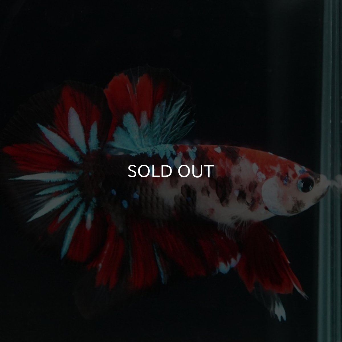 画像2: HMPK　鯉 (2)