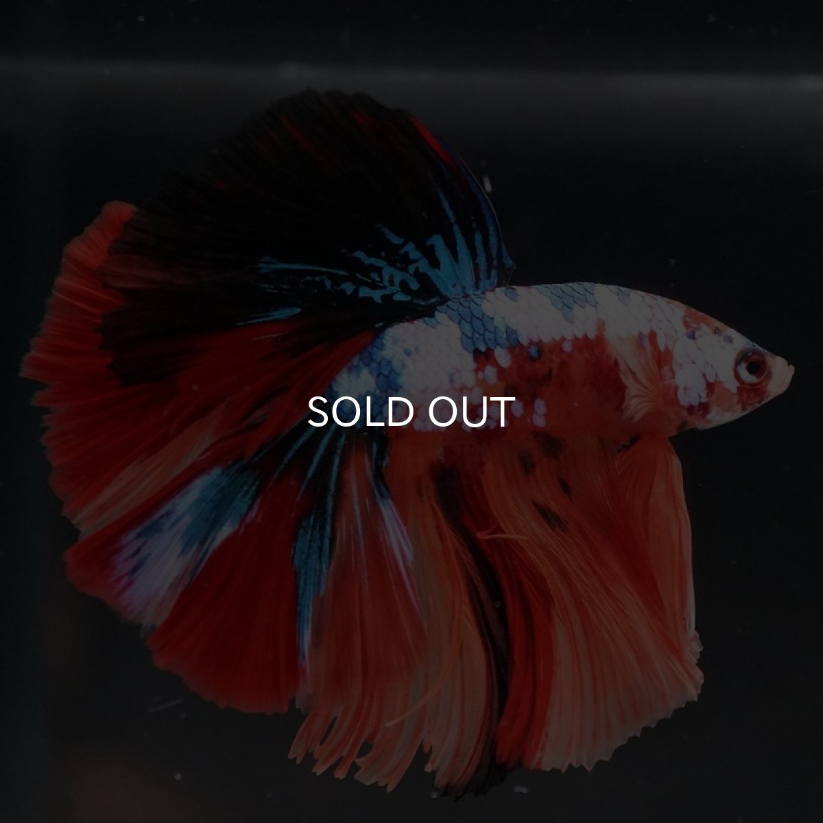 画像4: HM キャンディ (4)