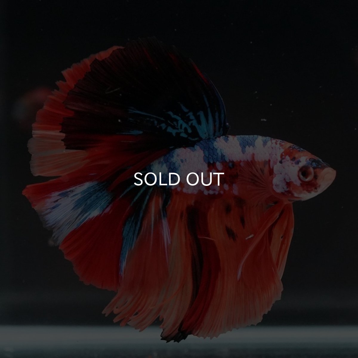 画像6: HM キャンディ (6)