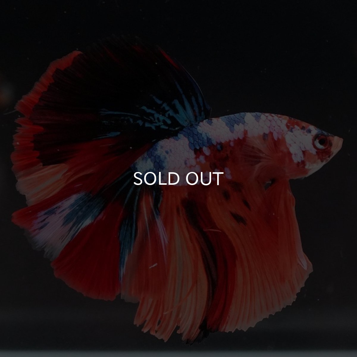 画像2: HM キャンディ (2)