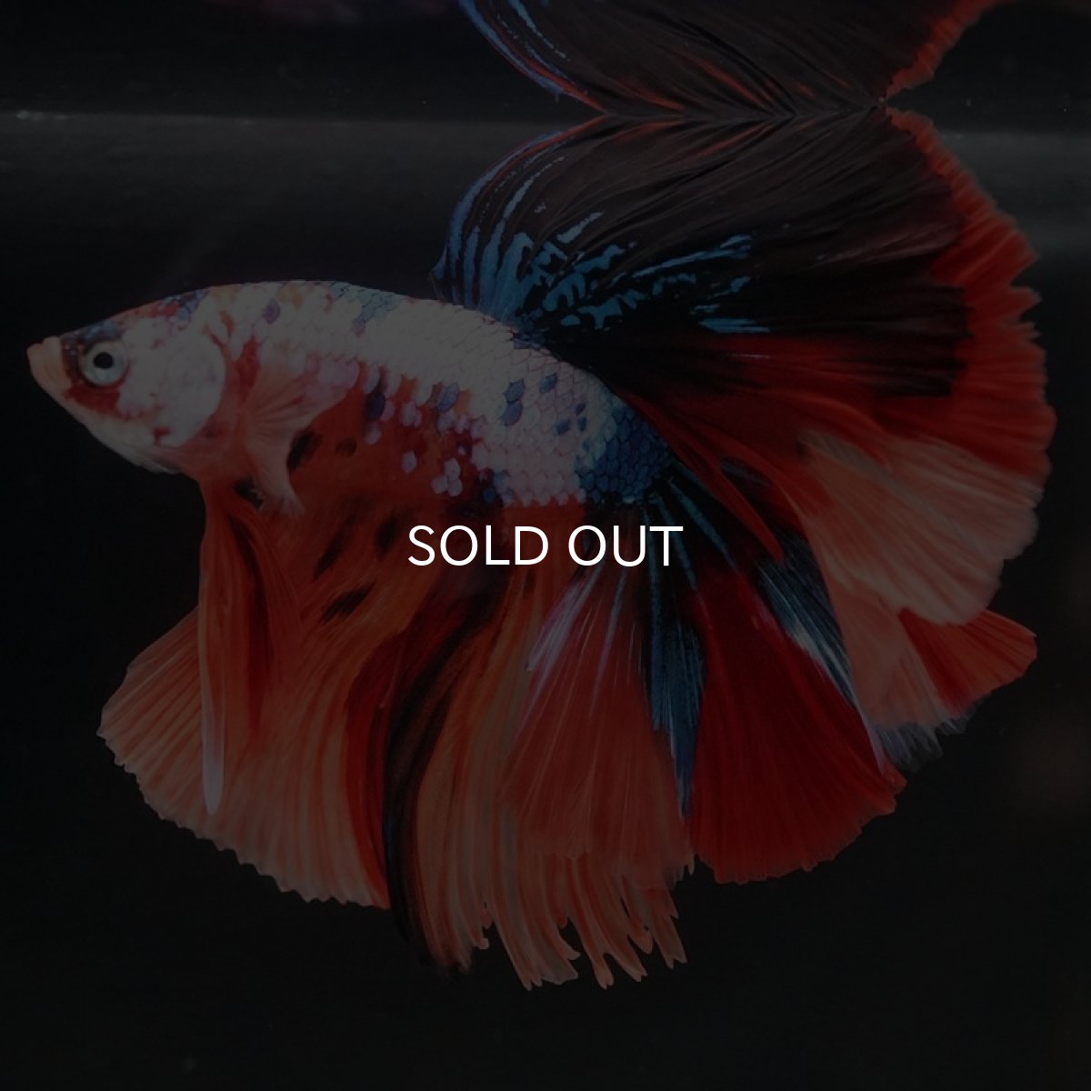 画像5: HM キャンディ (5)