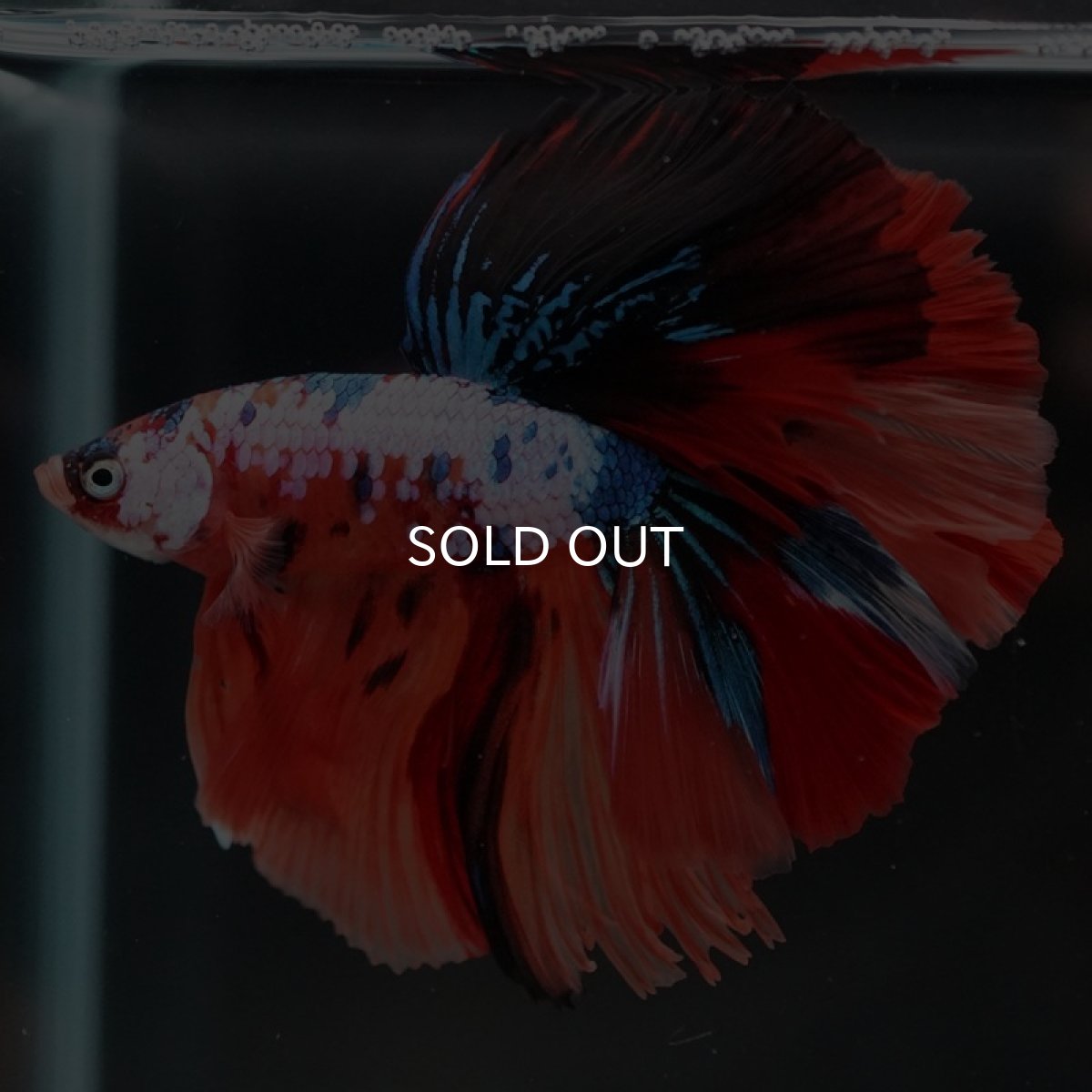 画像3: HM キャンディ (3)