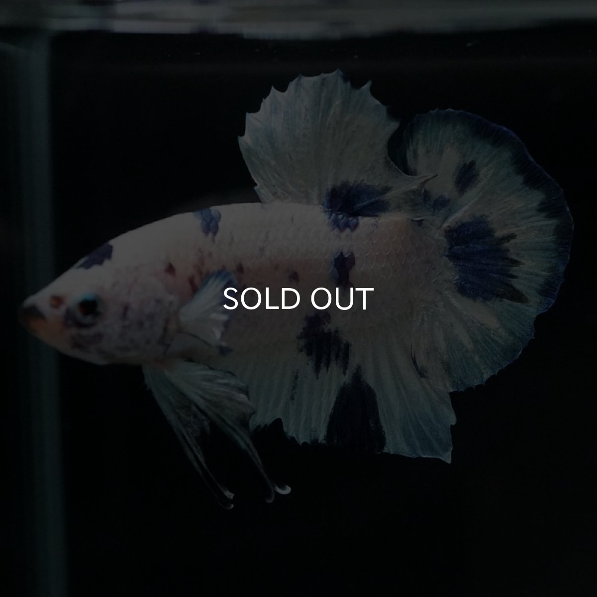 画像9: HMPK　ホワイトブルードット (9)