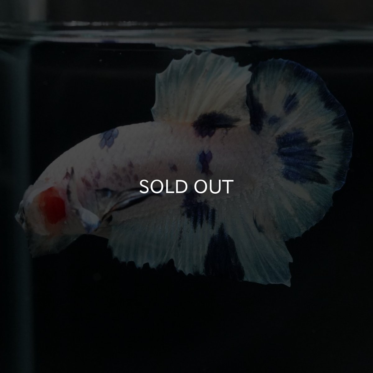 画像8: HMPK　ホワイトブルードット (8)