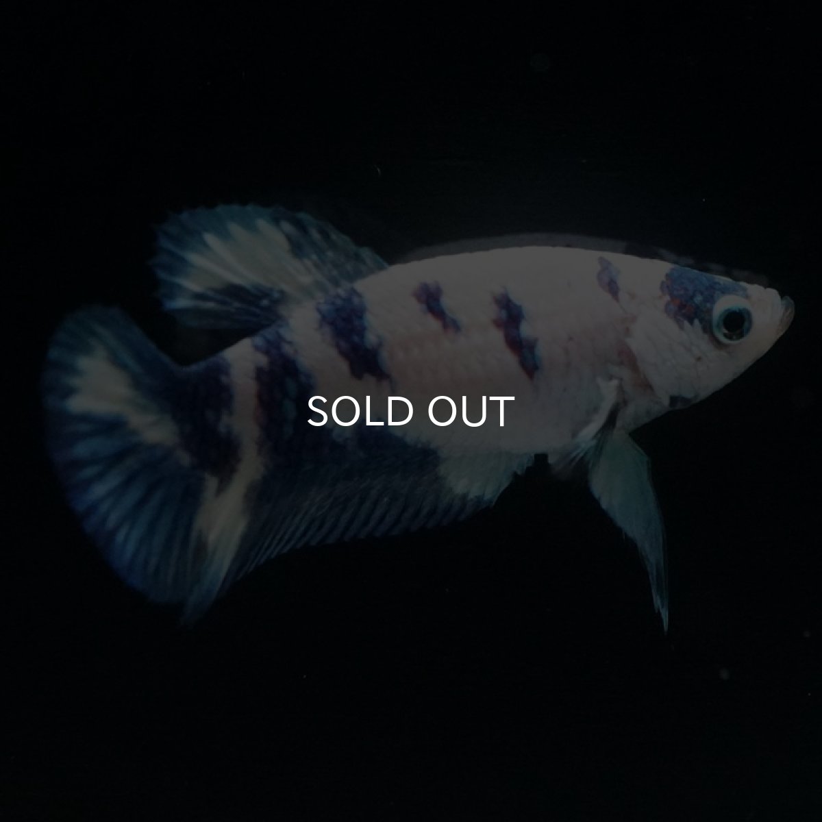 画像7: HMPK　ホワイトブルードット (7)