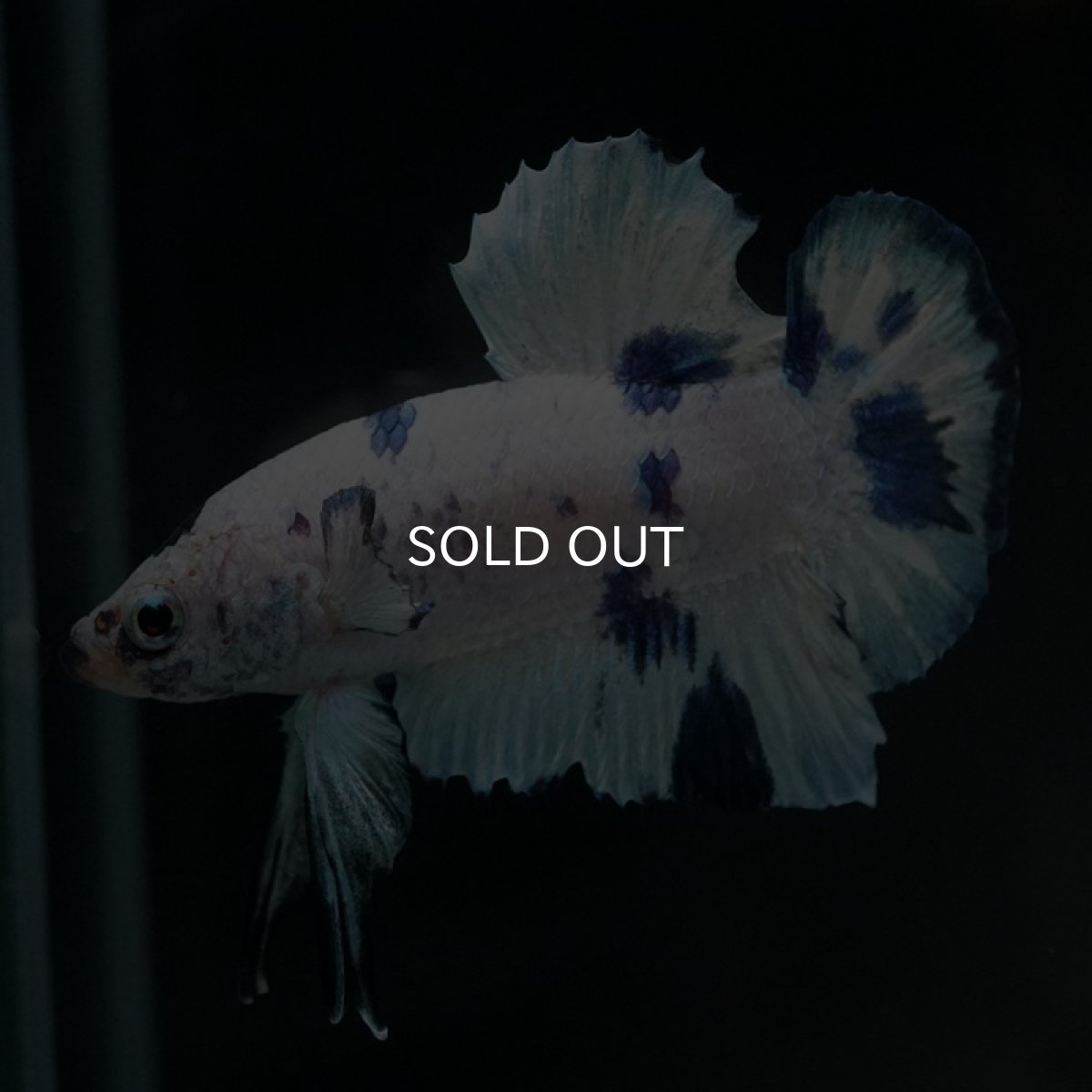 画像6: HMPK　ホワイトブルードット (6)