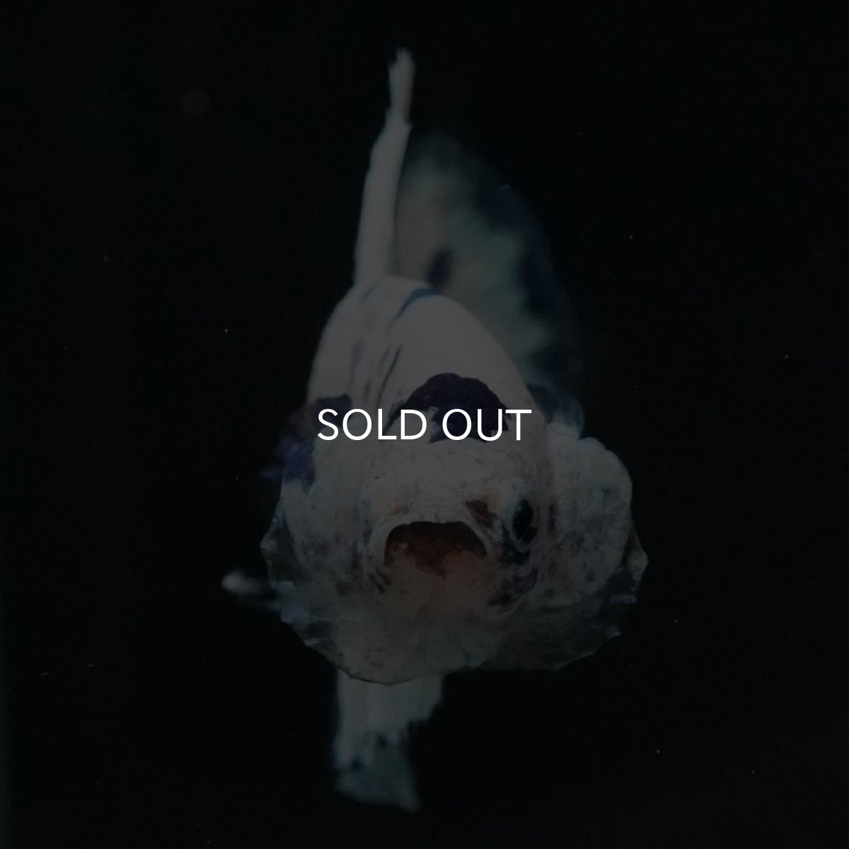 画像4: HMPK　ホワイトブルードット (4)