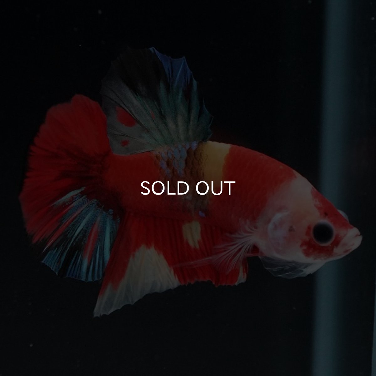 画像2: HMPK　キャンディ (2)