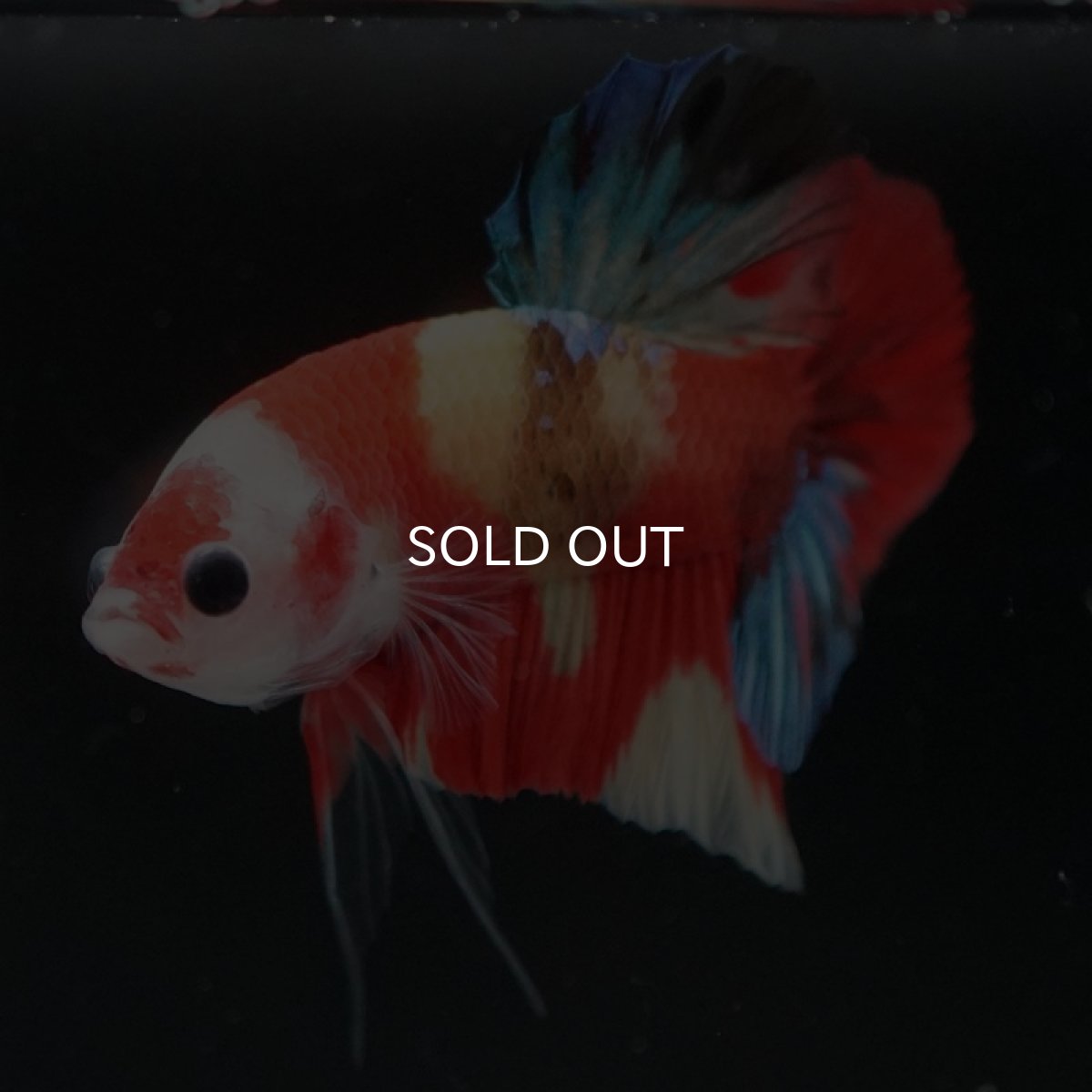 画像8: HMPK　キャンディ (8)