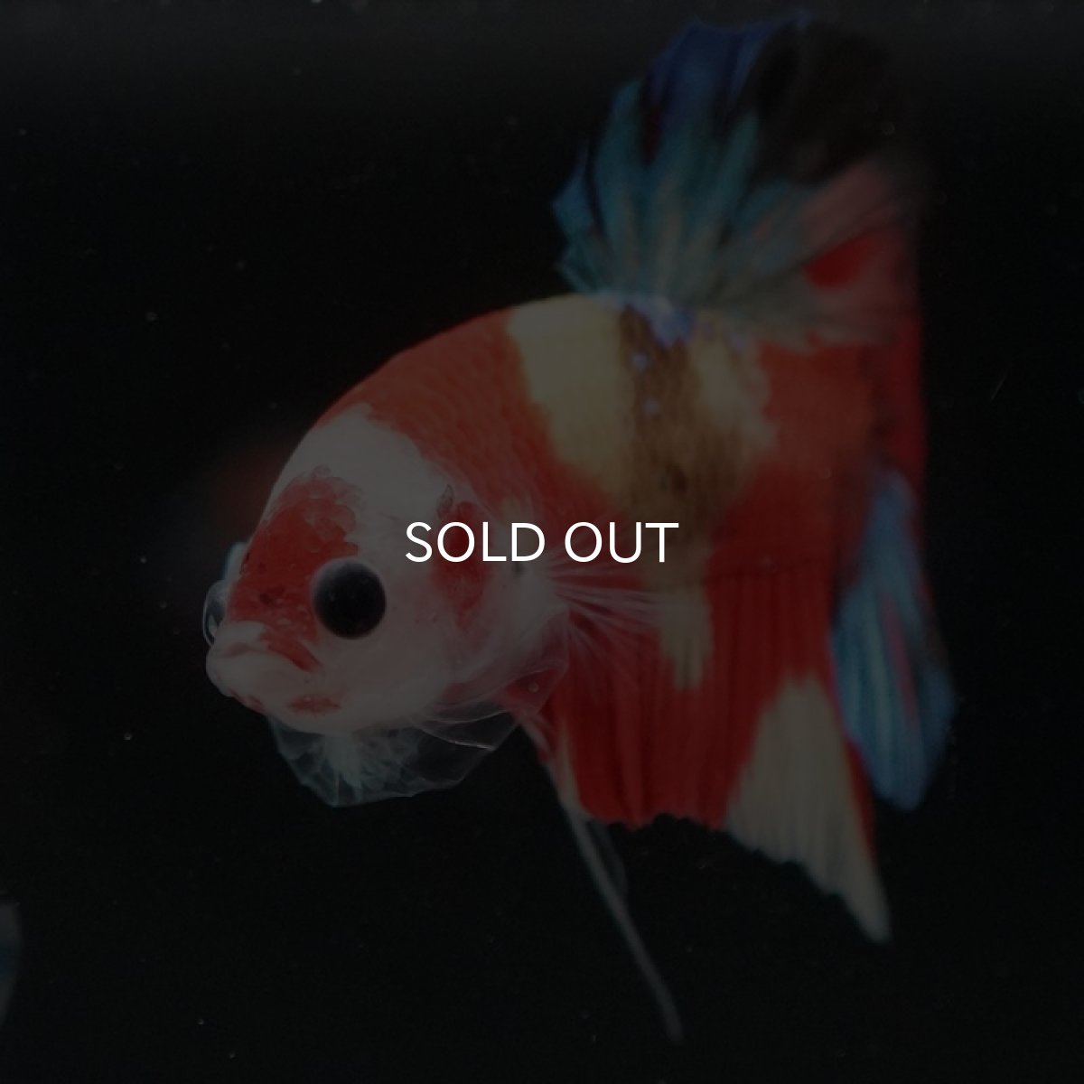 画像7: HMPK　キャンディ (7)