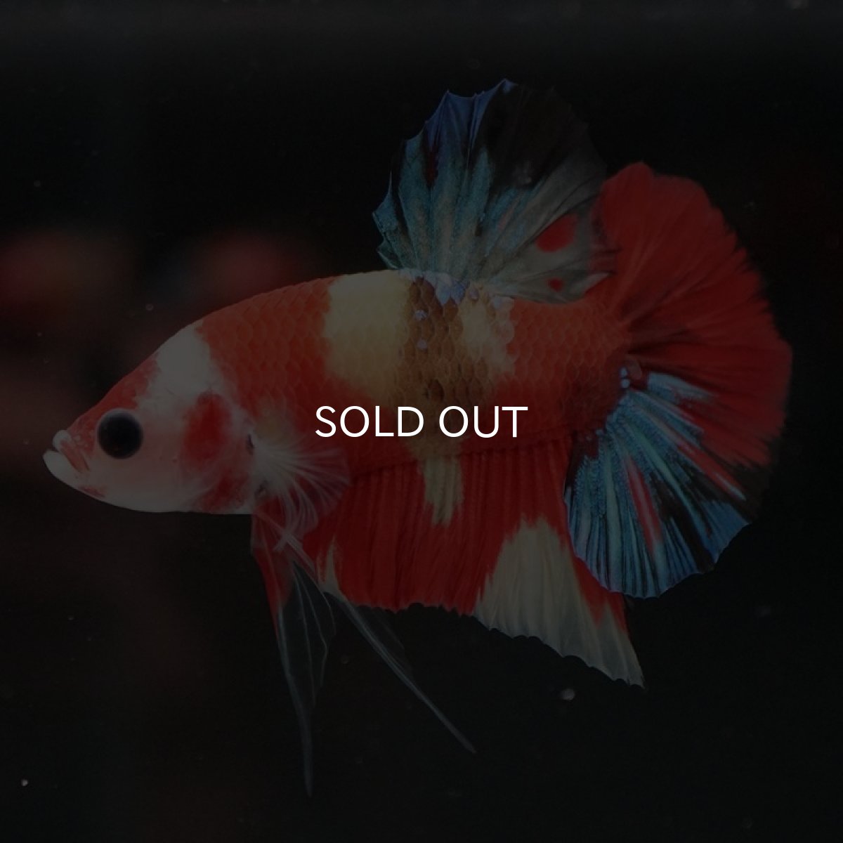 画像6: HMPK　キャンディ (6)