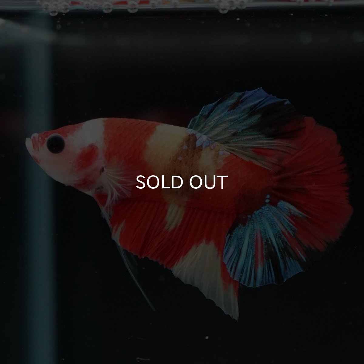 画像5: HMPK　キャンディ (5)