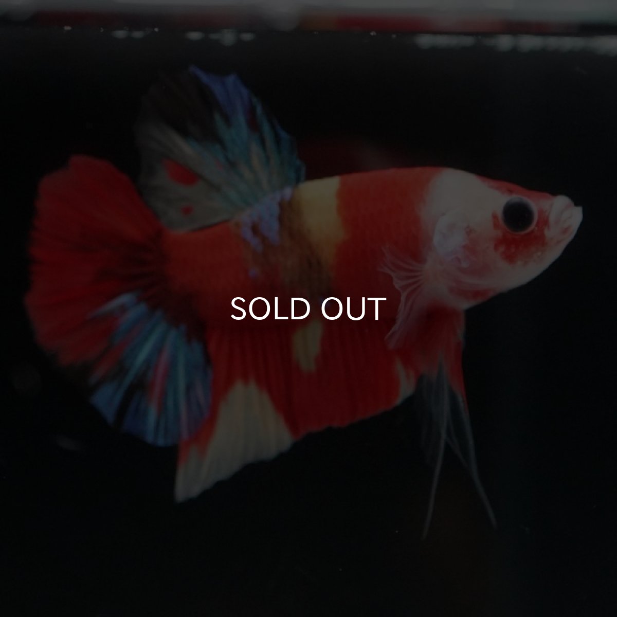 画像4: HMPK　キャンディ (4)