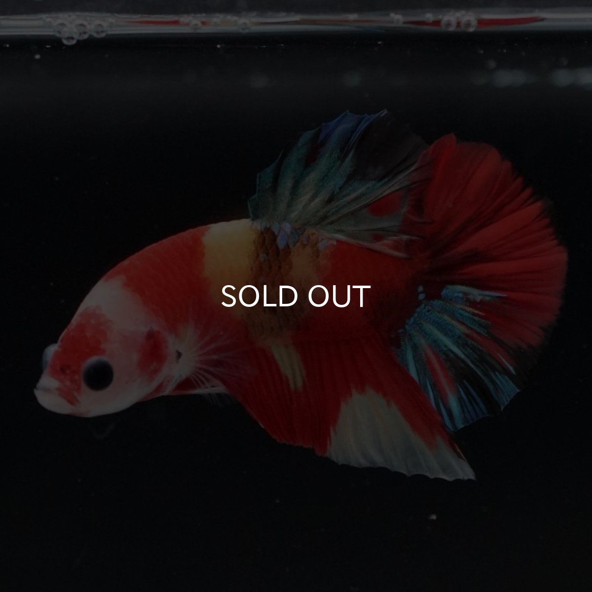 画像3: HMPK　キャンディ (3)