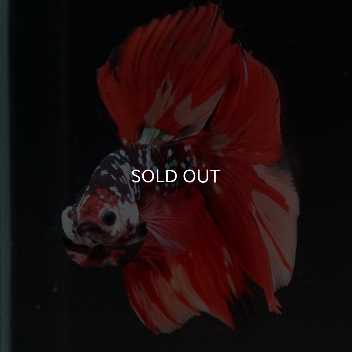 画像4: HM　ブラックキャンディギャラクシー (4)