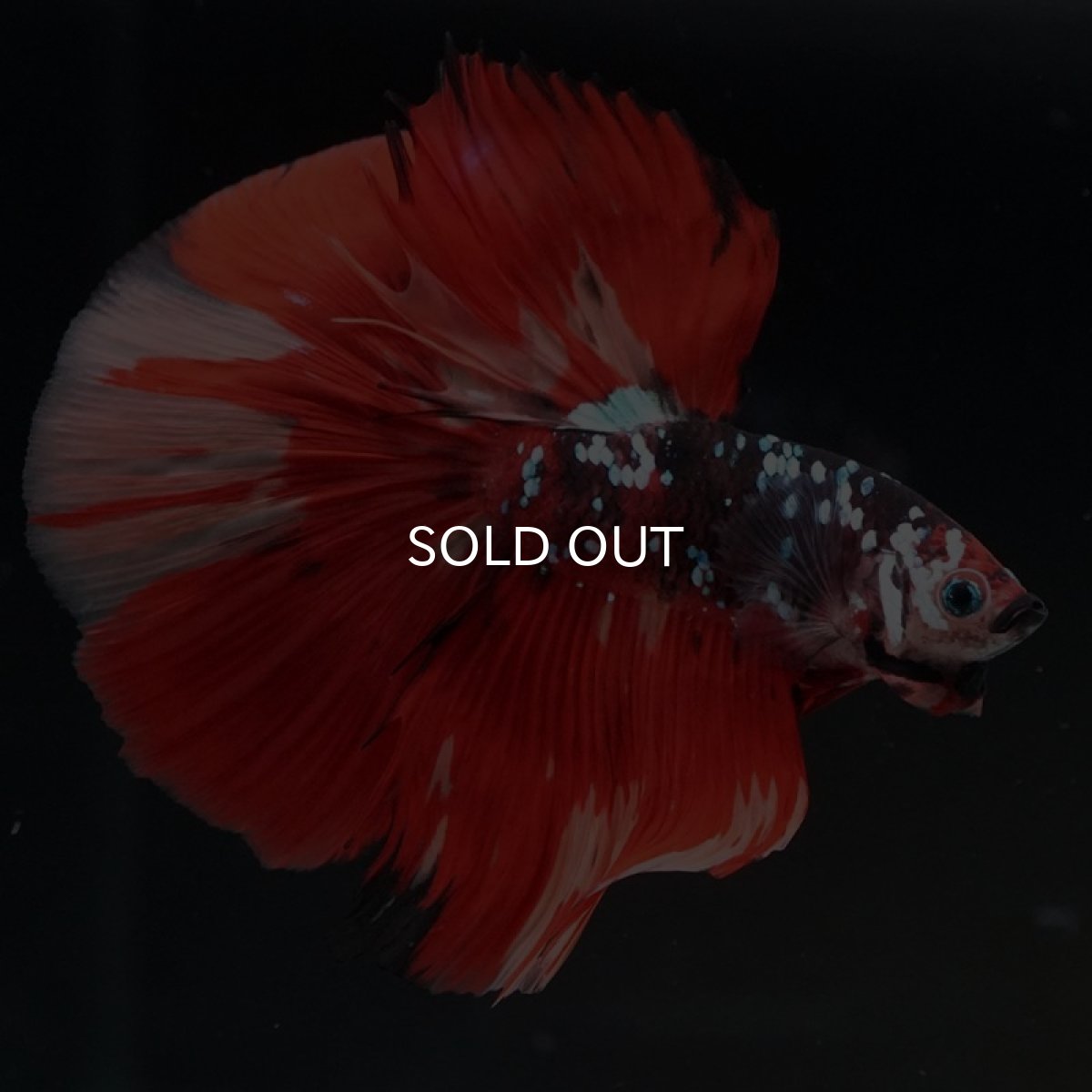 画像5: HM　ブラックキャンディギャラクシー (5)