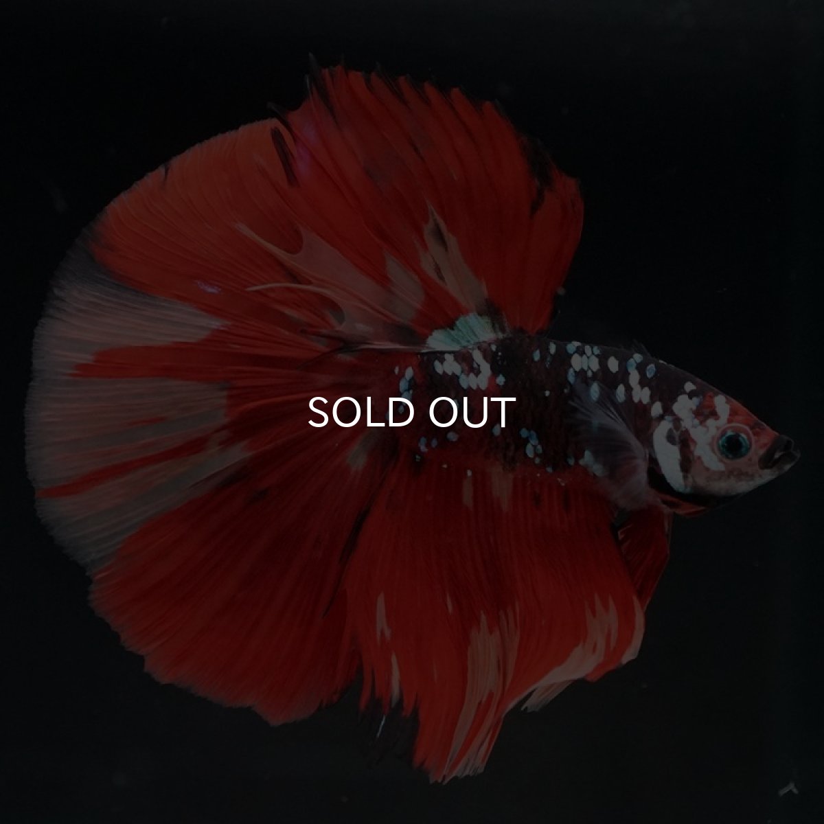 画像2: HM　ブラックキャンディギャラクシー (2)