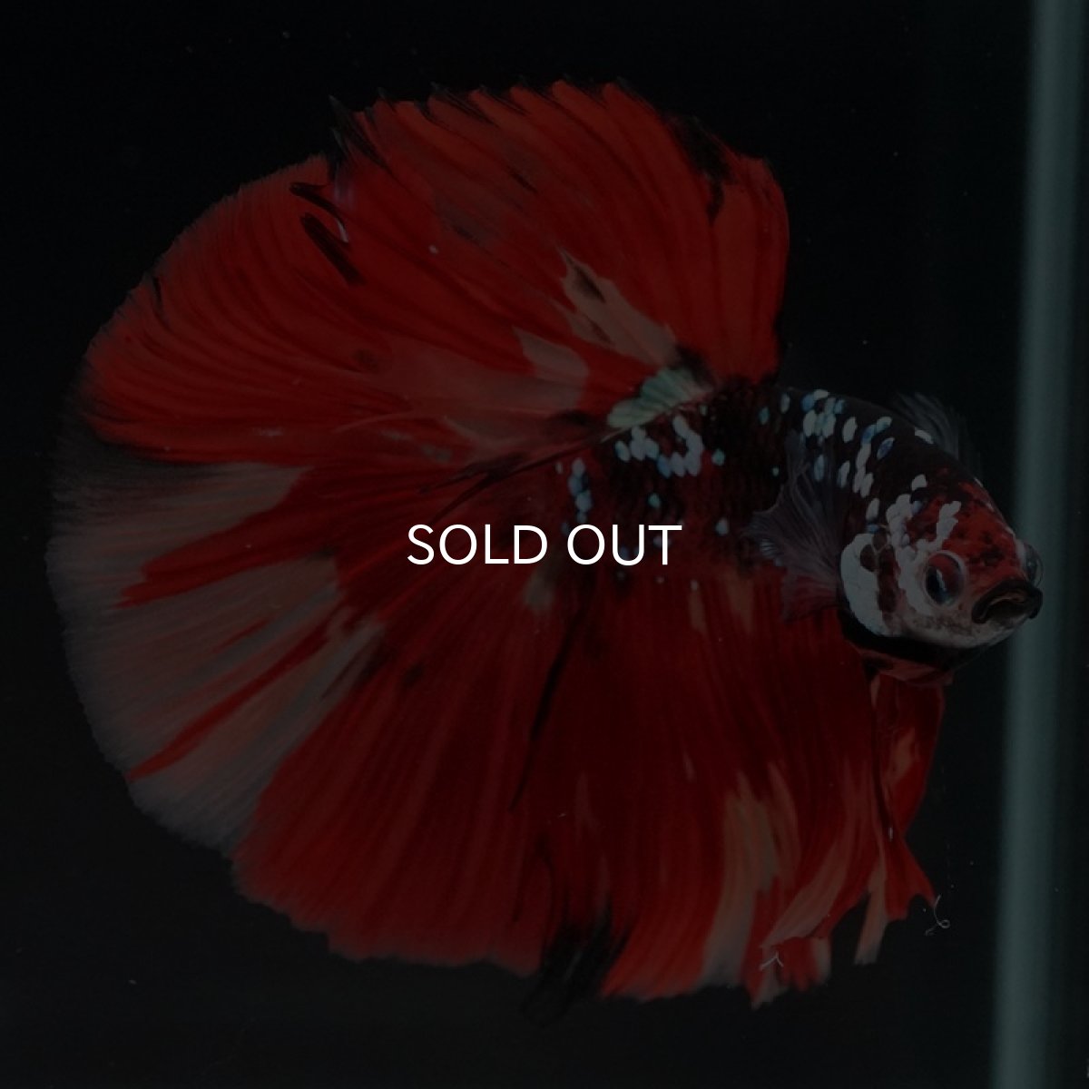 画像3: HM　ブラックキャンディギャラクシー (3)