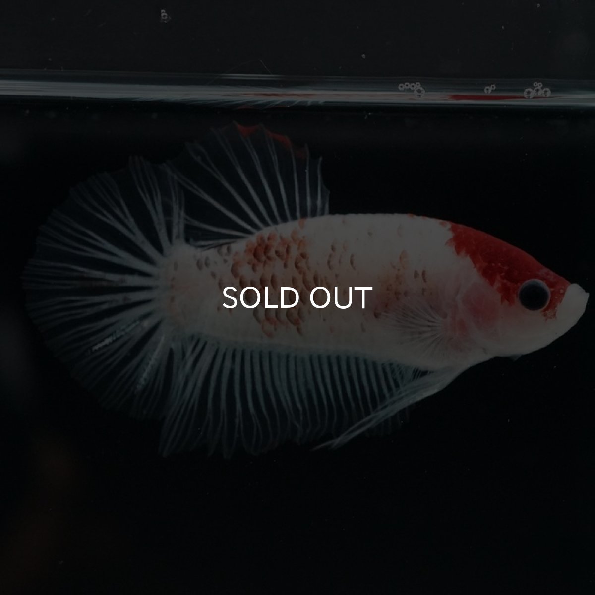 画像5: HMPK 丹頂クリアフィン (5)