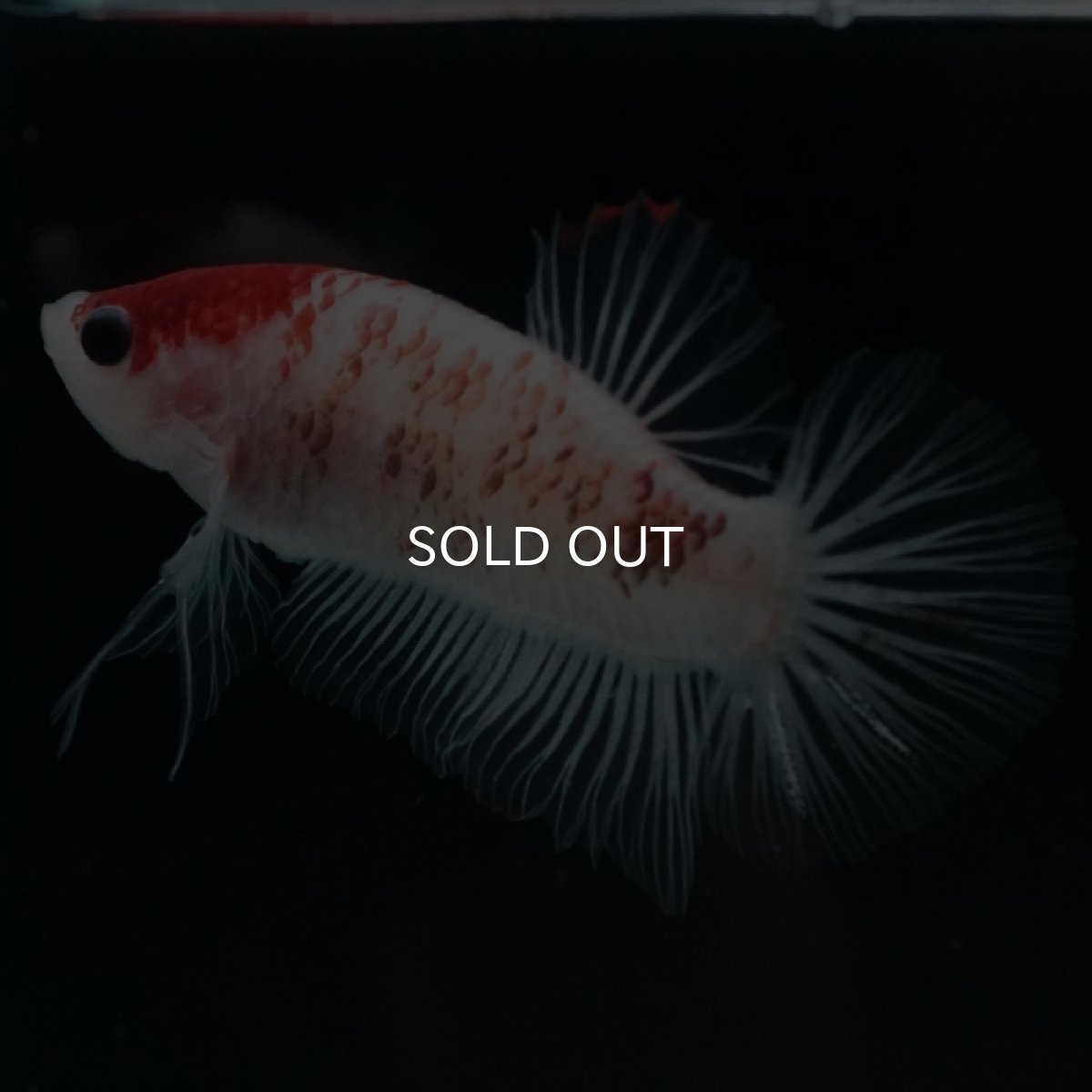 画像4: HMPK 丹頂クリアフィン (4)