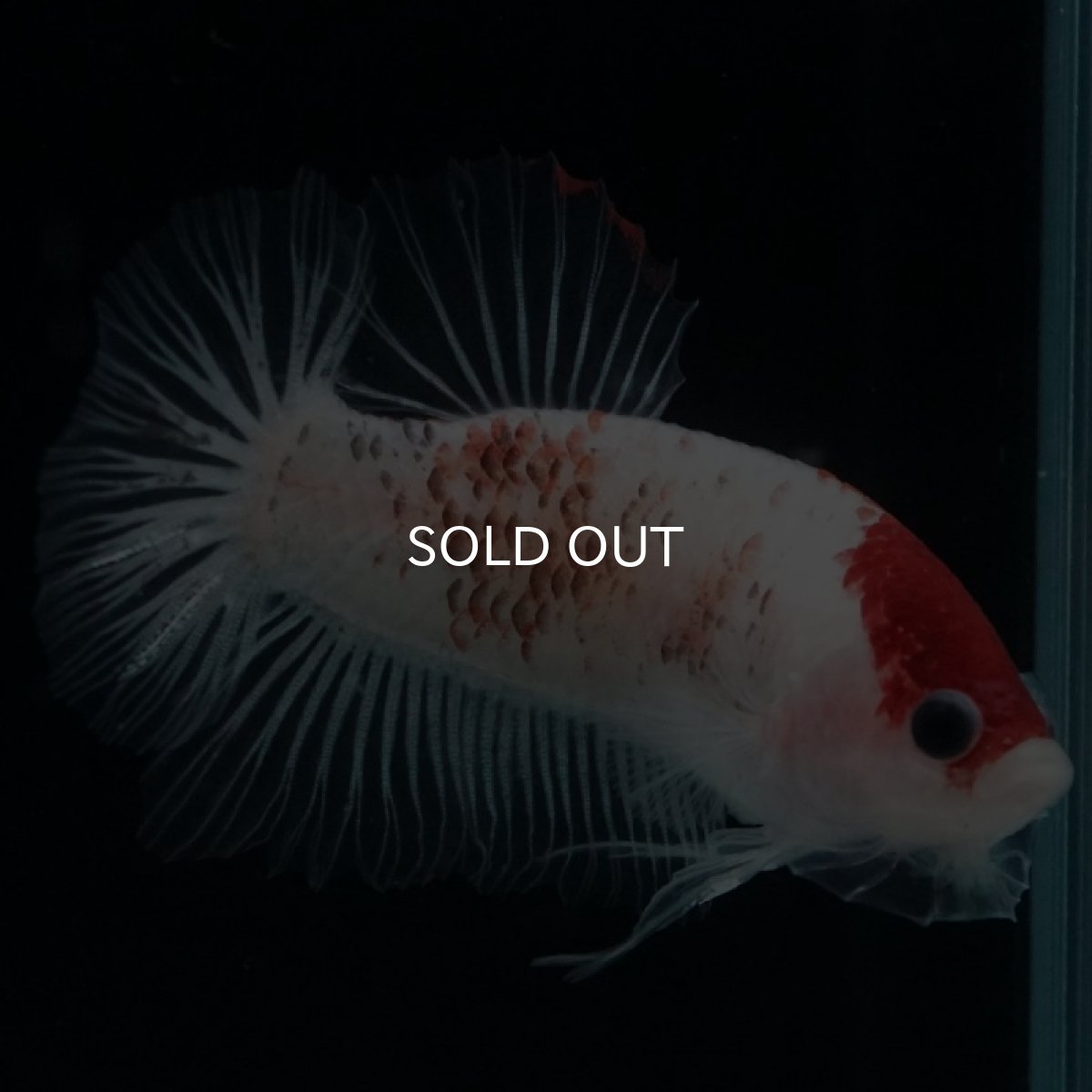 画像3: HMPK 丹頂クリアフィン (3)