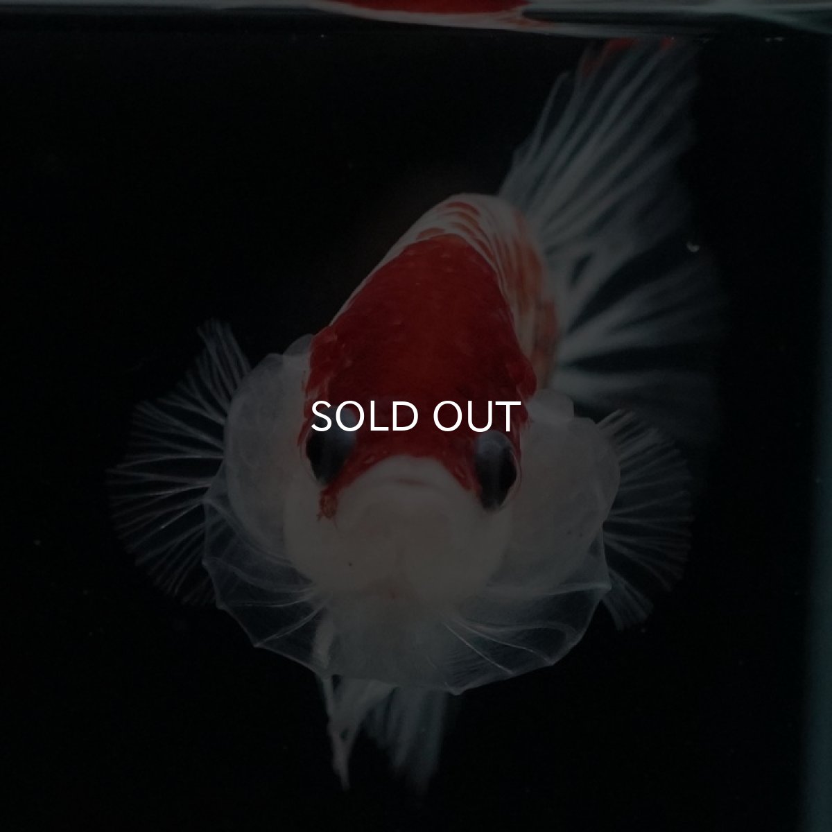 画像2: HMPK 丹頂クリアフィン (2)