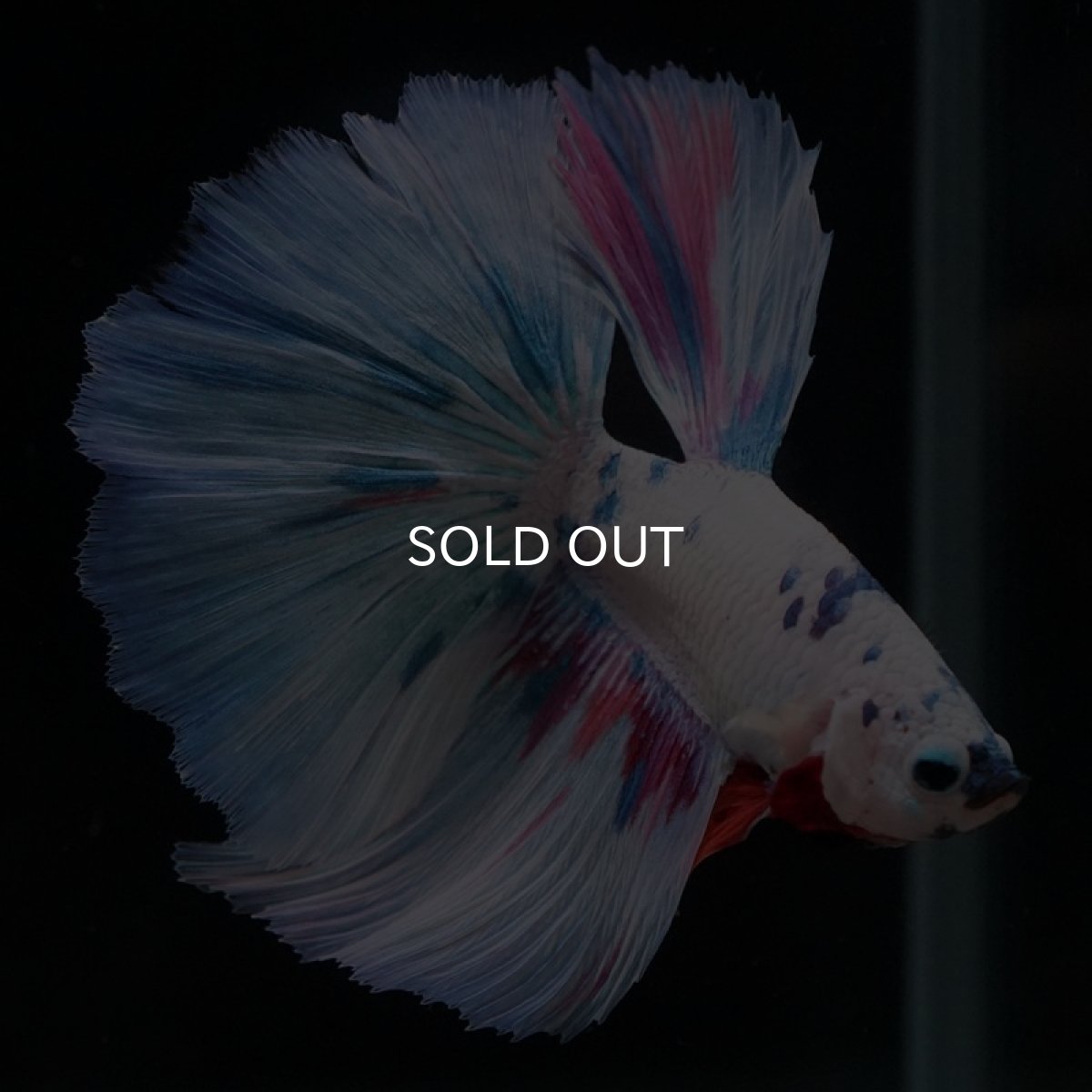 画像5: HM　ホワイトファンシー (5)