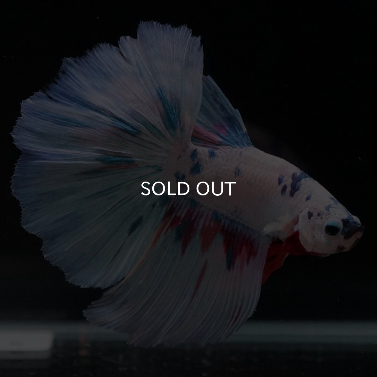 画像4: HM　ホワイトファンシー (4)