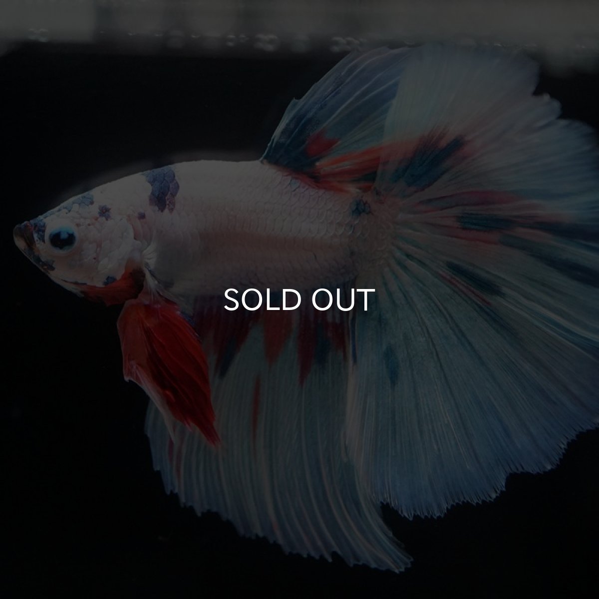 画像2: HM　ホワイトファンシー (2)