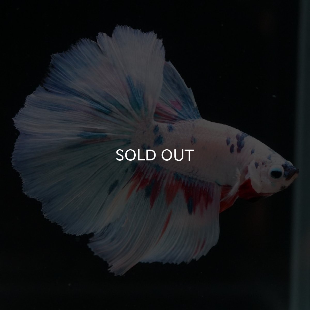 画像3: HM　ホワイトファンシー (3)