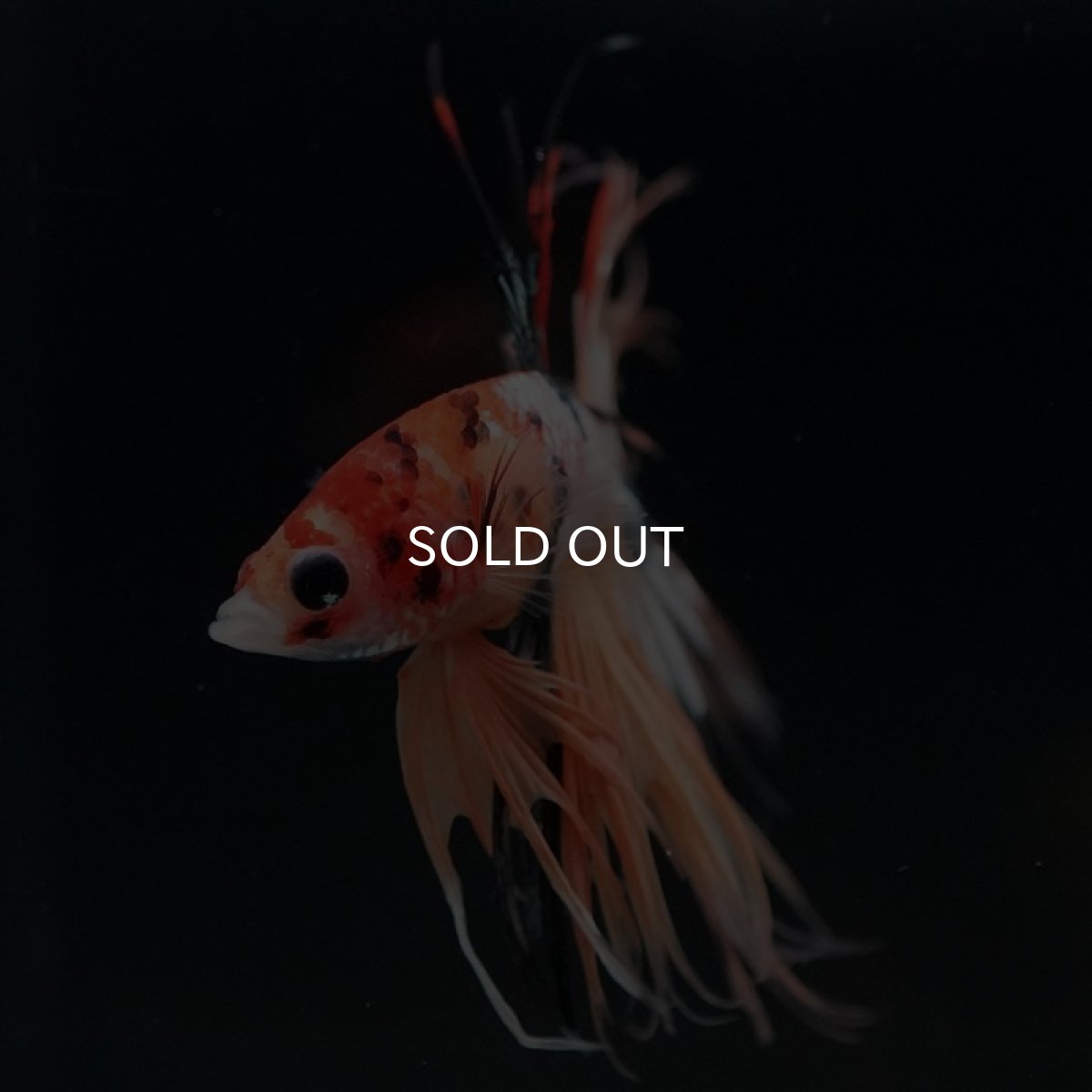 画像5: CT キャンディギャラクシー (5)