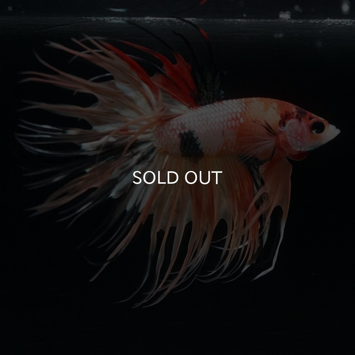 画像6: CT キャンディギャラクシー (6)