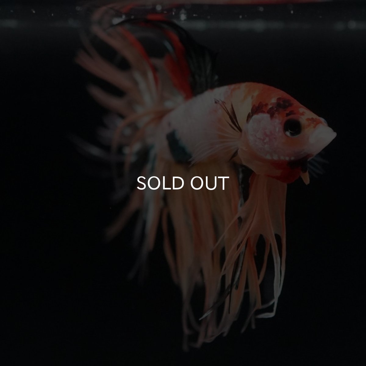 画像4: CT キャンディギャラクシー (4)