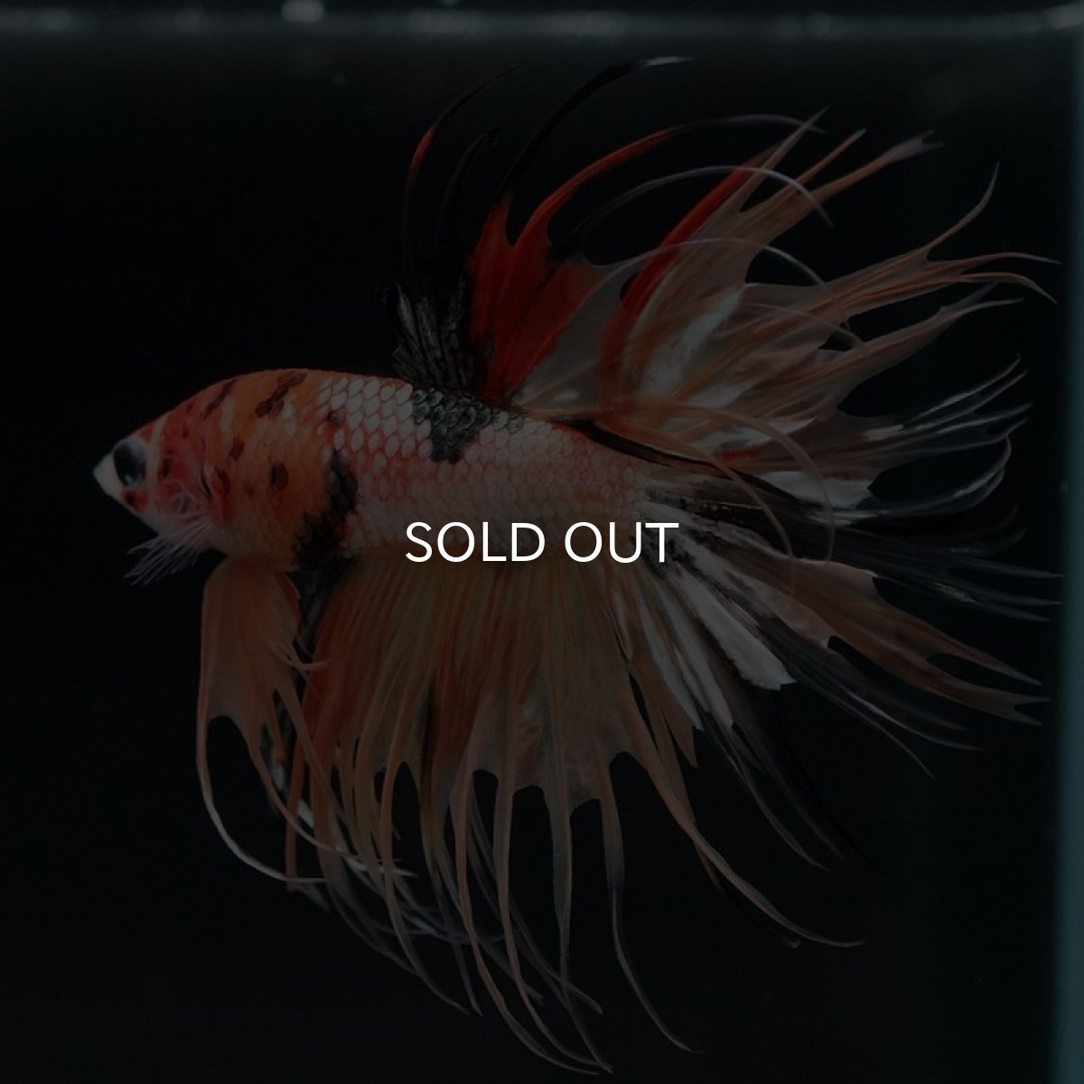 画像3: CT キャンディギャラクシー (3)