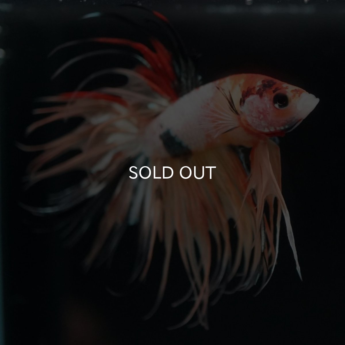 画像2: CT キャンディギャラクシー (2)