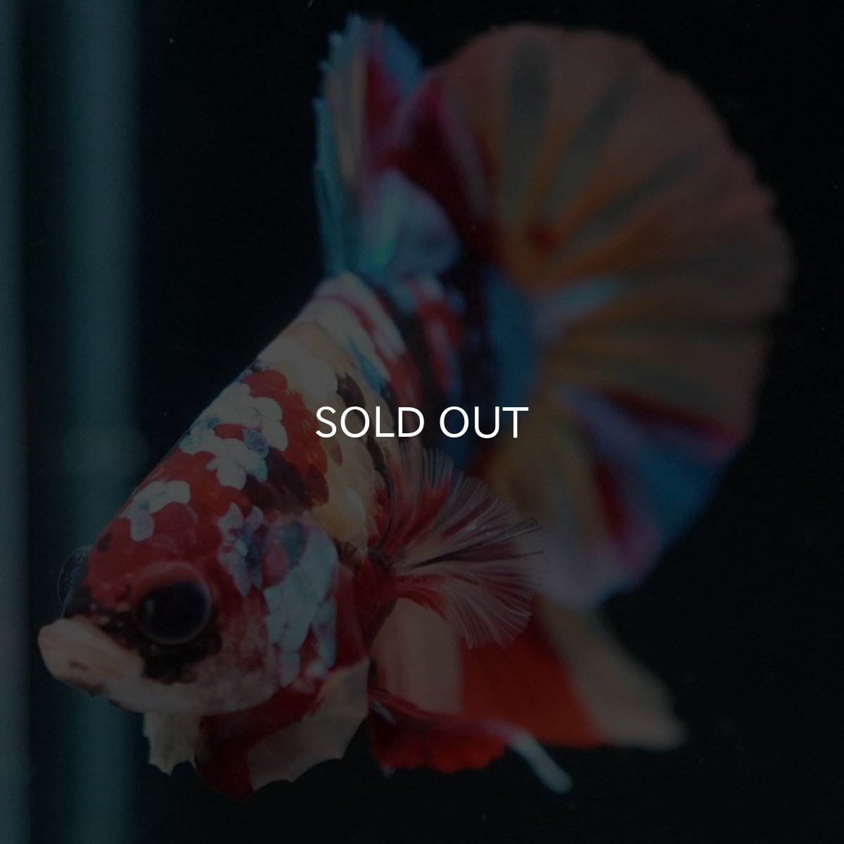 画像6: HMPK　キャンディギャラクシー (6)