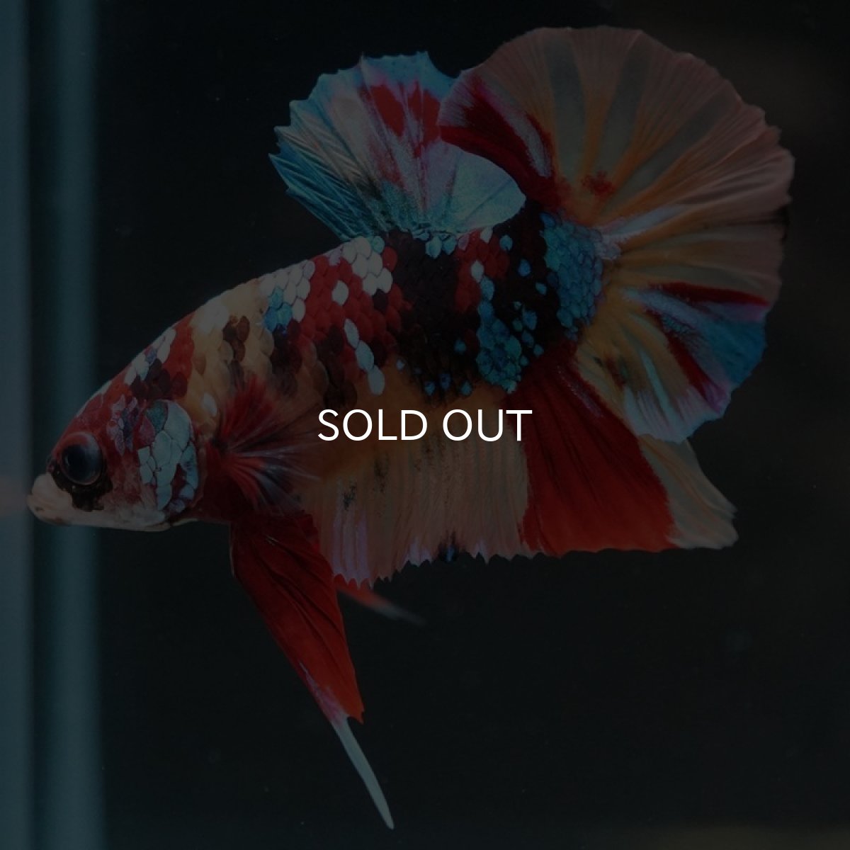 画像4: HMPK　キャンディギャラクシー (4)